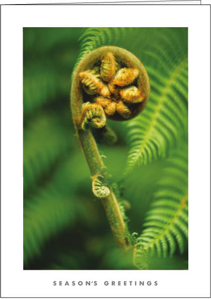 NZ608 Koru