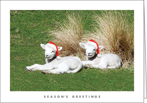 NZ703 Lambs