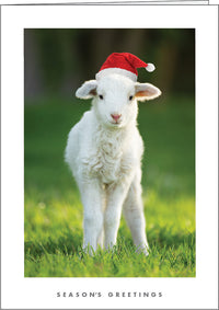 NZ107 Lamb